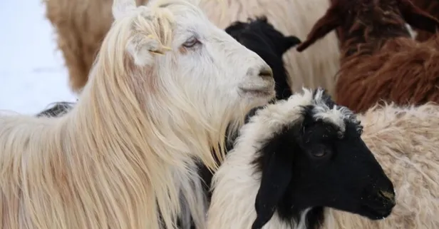 Kurban Bayramı’nın ikinci günü kurban kesilir mi? Diyanet’e göre kurban kesim tarihi ne zaman bitiyor?