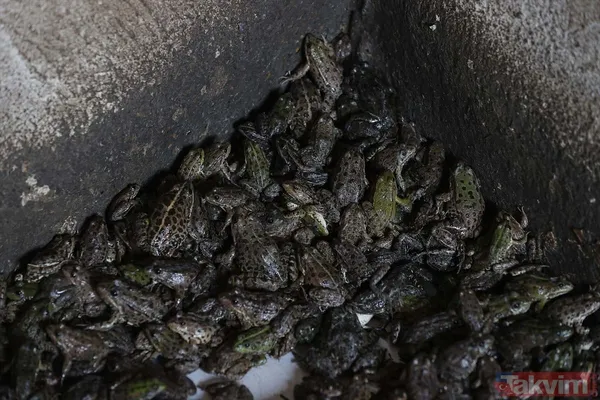 Günlük 900 lira kazanıyorlar! Türkiye'nin birçok ilinden toplanan kurbağalar Avrupa'ya ihraç ediliyor - 32