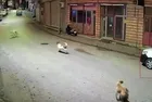Ordu'da sokak köpekleri küçük çocuğa saldırdı