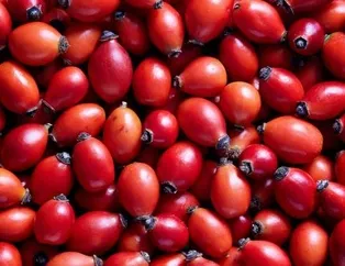 Kabızlığa kuşburnu