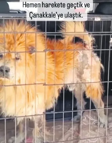 Derin Mermerci’nin kalbi de güzel! Sokağa atılan hayvana annelik yapacak-5