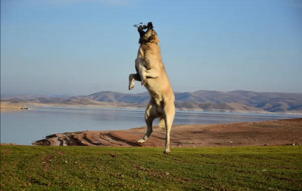 sadakatiyle-bilinen-kangal-kopegi-koyunun-basinda-iki-gun-bekledi-1621673212213.jpg Sadakatiyle bilinen Kangal köpeği koyunun başında iki gün bekledi-6