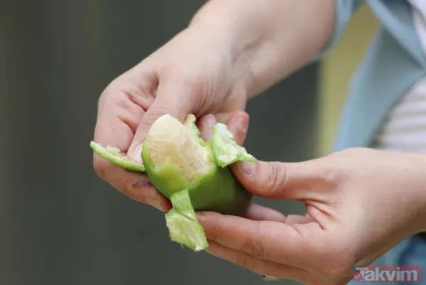 Ankara'da lise öğrencileri karasal iklimde muz avokado incir limon zeytin ve hurma yetiştiriyor - 12