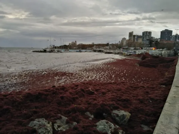 Lodostan gelen servet! Marmara Denizi kırmızıya boyandı! İlaç ve kimyada kullanılıyor-4