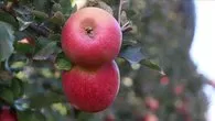 Dişlerin dostu elma