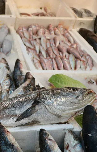 Av yasağı bitti! Tezgahlar balıkla doldu taştı