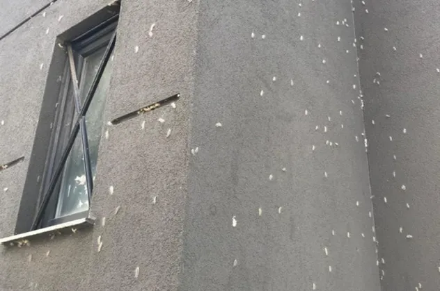 İstanbul'da tırtıllar bir mahallenin kabusu oldu! Her yeri istila etti