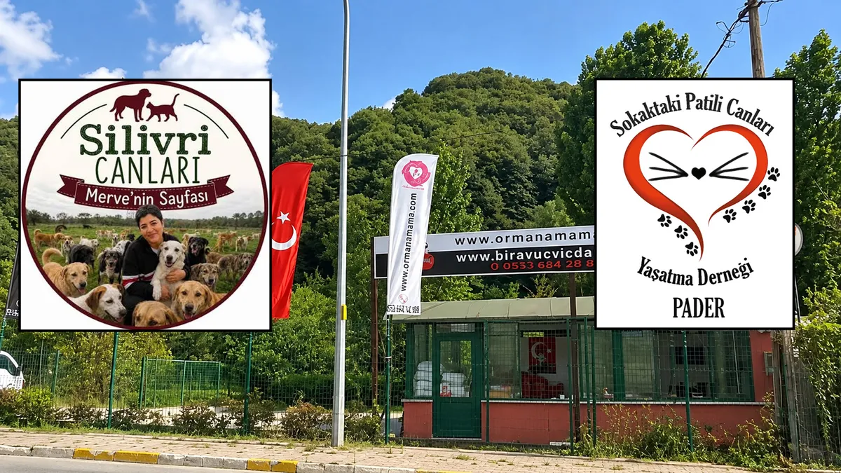 Sokak hayvanları üzerinden milyonluk vurgun! 76 dernek incelendi, 37 yönetici savcılığa ihbar edildi