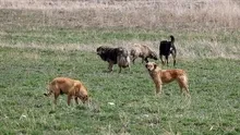 İçişlerinden Halfetideki köpek saldırısına inceleme: Müfettiş görevlendirildi