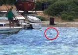 Denizde vahşet: Köpek balığına adeta işkence ettiler! Yer: Bodrum