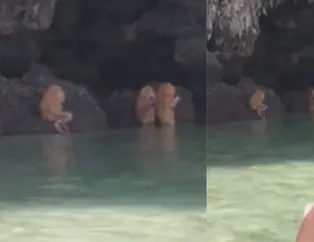 Tayland'daki esrarengiz canlıların sırrı ortaya çıktı