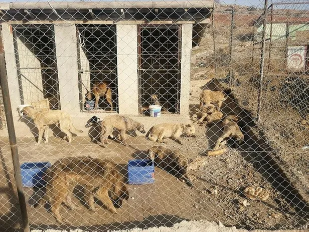 tokat-zilede-29-kopek-uyusturulmus-halde-bulundu-1608997125208.jpeg Tokat Zile'de 29 köpek uyuşturulmuş halde bulundu!-4