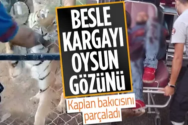 Korkunç olay! Kaplan bakıcısını öldürdü