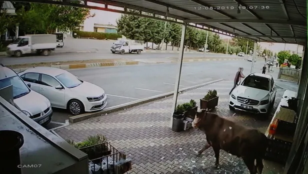 Ortalığı birbirine kattı! Boğanın markete girdiği o anlar kamerada-3