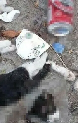 Giresun'da vahşet! Kedileri katlettiler