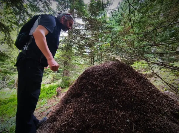 ormanlarin-kene-savascisi-kirmizi-orman-karincalarinin-dev-yuvalari-1622879544663.jpg Ormanların kene savaşçısı! Kırmızı orman karıncalarının dev yuvaları-9