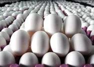 Yumurta ‘altın’ oldu