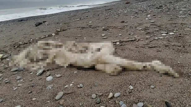 Korkunç olay; Alanya sahilde çocuk cesedi bulundu! belden yukarısı yok