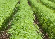 Yerli kenevir hasada hazır