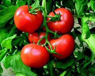 Şampiyon domates oldu