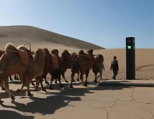 Çin’in Gansu bölgesinde develere özel trafik lambası