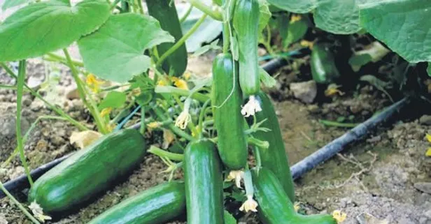 Salatalık tarlada 60 kuruş, markette 3 lira