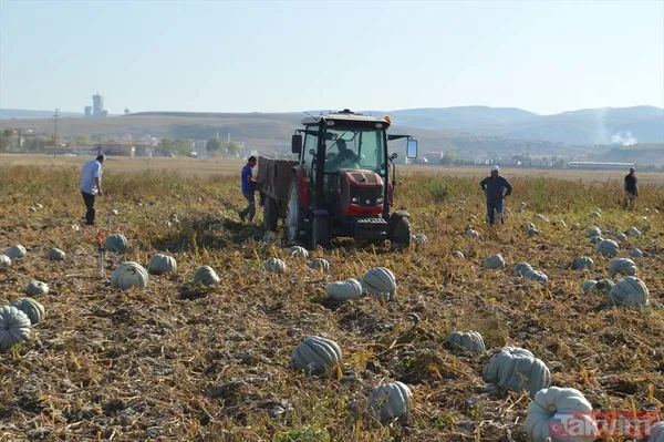 100 milyon lira gelir! Afyonkarahisar'da bal kabağında 50 bin ton rekolte bekleniyor - 10