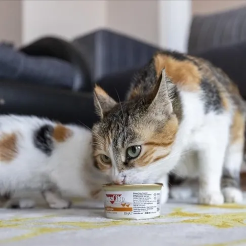 Kediniz uyumuyor, miyavlıyor mu? Geceleri rahatsız eden bu davranışın 5 gizli nedeni