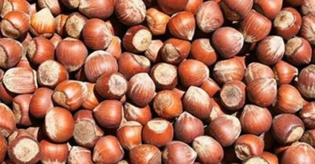 Fındık fiyatları ne kadar 2021?