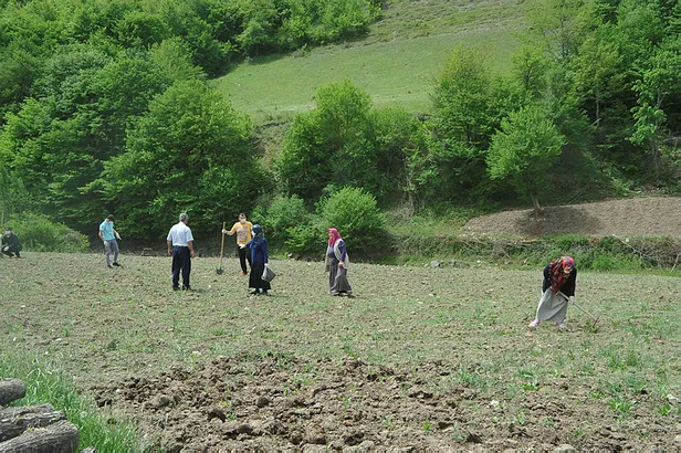 turkiyede-sadece-o-ilde-yetisiyor-daha-pazara-inmeden-1589789872546.jpg Türkiye'de sadece o ilde yetişiyor! Daha pazara inmeden...-3