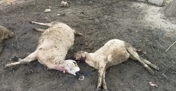 Kırşehir'de koyun katliamı! Mandıraya giren kurtlar 40 koyunu telef etti!