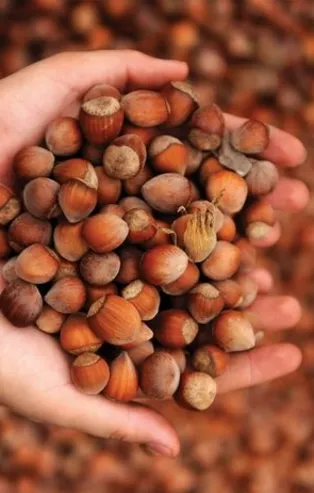 15 Mart 2021: Fındık fiyatları ne kadar oldu? 15 Mart il il fındık fiyatları listesi! Ordu, Giresun, Trabzon, Zonguldak...