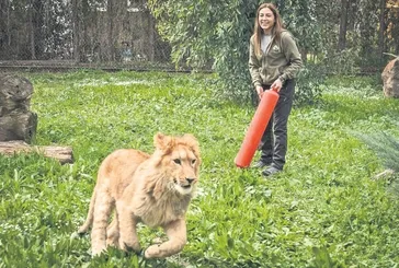 İzmir’de trajedi: Pars adlı genç aslan, doğal yaşam parkında başka bir aslan tarafından öldürüldü