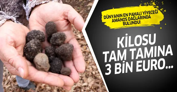 Dünyanın en pahalı yiyecekleri arasında yer alan “Trüf” mantarı  Amanos Dağlarında bulundu! Kilosu tam tamına 3 bin Euro...