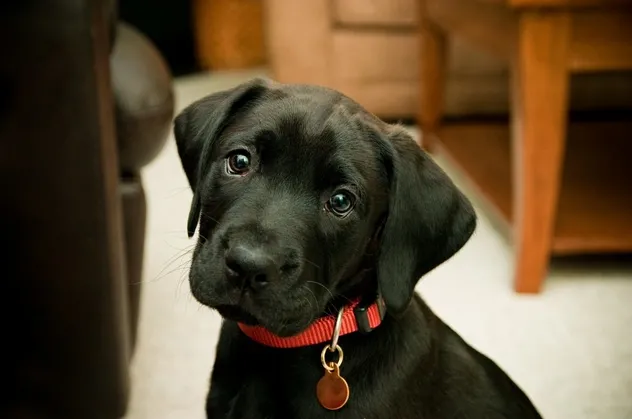 Rüyada siyah köpek görmek ne anlama gelir?