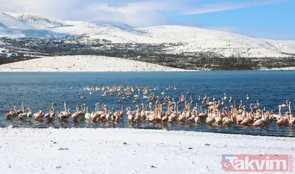 İvriz Baraj Gölü’nde kahreden görüntü! 12 flamingo telef oldu