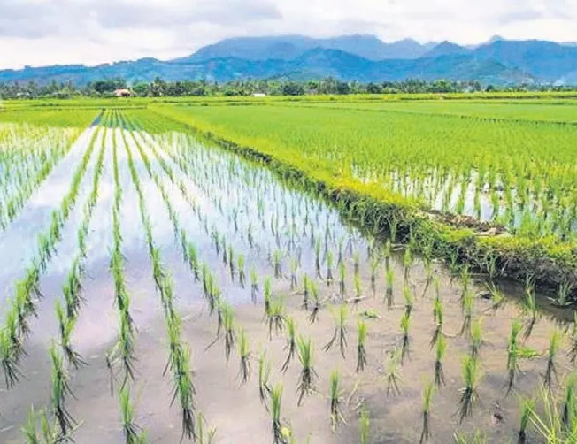 Çiftçilere yüzde 50 hibe destekli tohum