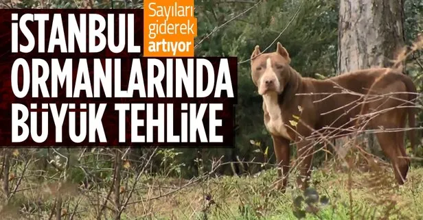 Yasaklı köpek cinsleri İstanbul ormanlarında gittikçe artıyor! Kayıt yaptırmak istemeyen yasaklı köpekleri ormana bırakıyor
