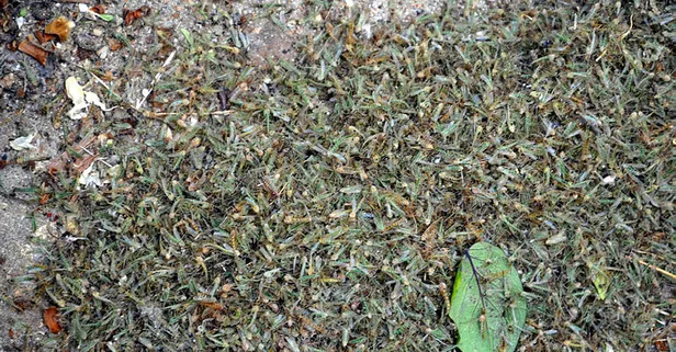 Büyükçekmece'de hava kararınca her yeri ‘kronomid' sardı!