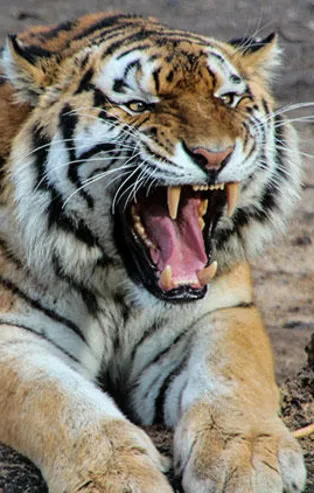 Rüyada kaplan görmek ne anlama gelir?