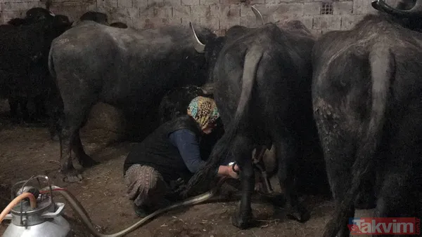 Manda sütü bir köyü kurtardı! Herkes geçimini sağlıyor! Kaymağın kilosu 120 lira - 8