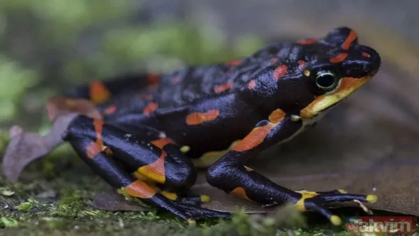 Nesli tükeniyor! Bilim alarmda: Gergedan, kurbağa ve daha fazlasını bir daha göremeyebiliriz - 4