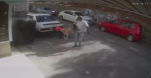 İzmir’de başıboş köpek dehşeti! Bir anda saldırdı | Aileden hayvantaparlara ve CHP'li belediyeye tepki