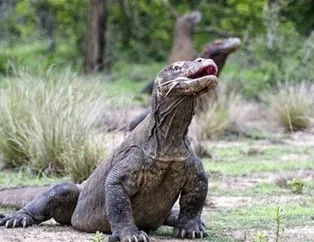 Komodo Ejderi'nin korkunç av yöntemi