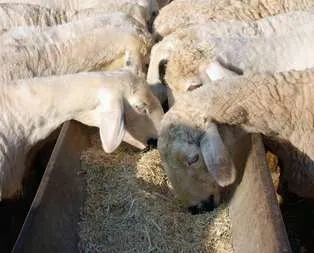 Bu yıl küçükbaş daha uygun