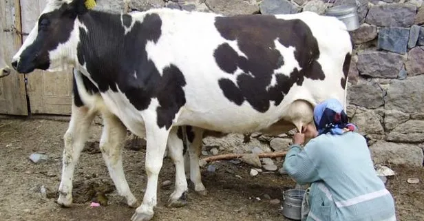 Rüyada süt sağdığını görmek ne anlama gelir?