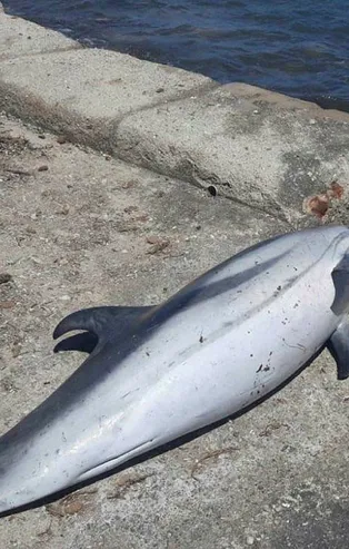 Didim'de ölü yunus kıyıya vurdu