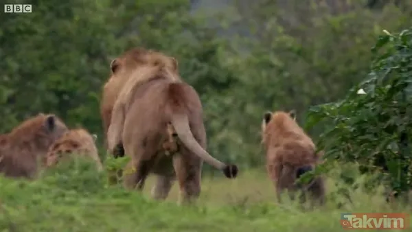 Cesur aslan onlarca sırtlanın arasında girdi! Vahşi doğada şoke eden kare! Sonrasında ise kaçınılmaz ölüm - 36