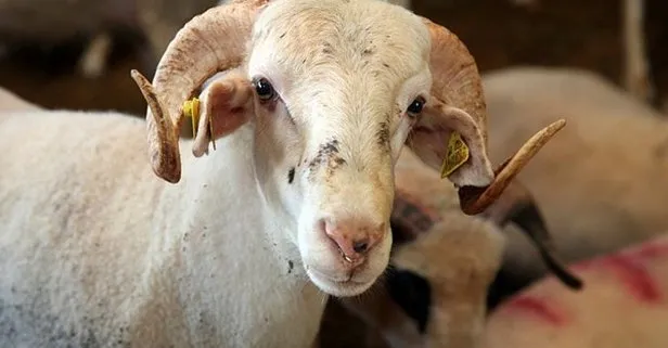 Bayram tatili 9 gün oldu mu? Kurban Bayramı tatili kaç gün?