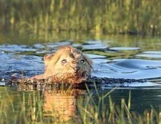 Aslan kral ödlek çıktı!